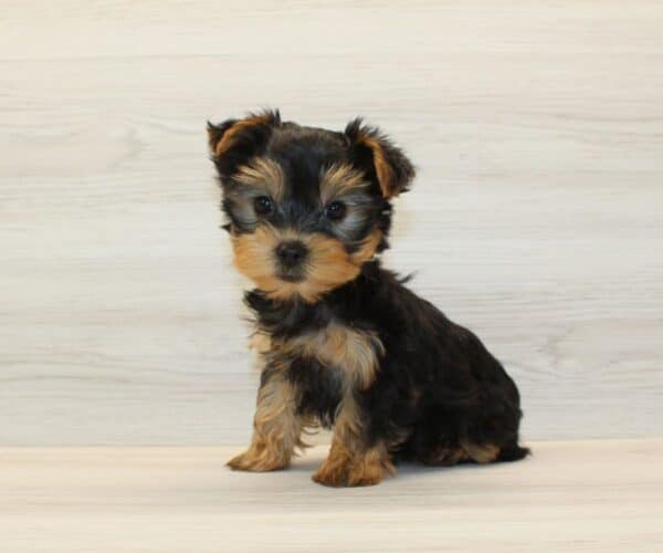 Lychee - Tiny Teacup Yorkie Puppy