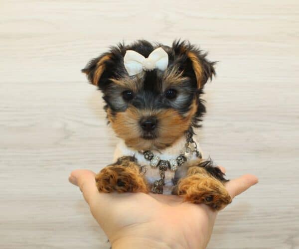 Lychee - Tiny Teacup Yorkie Puppy - Image 2