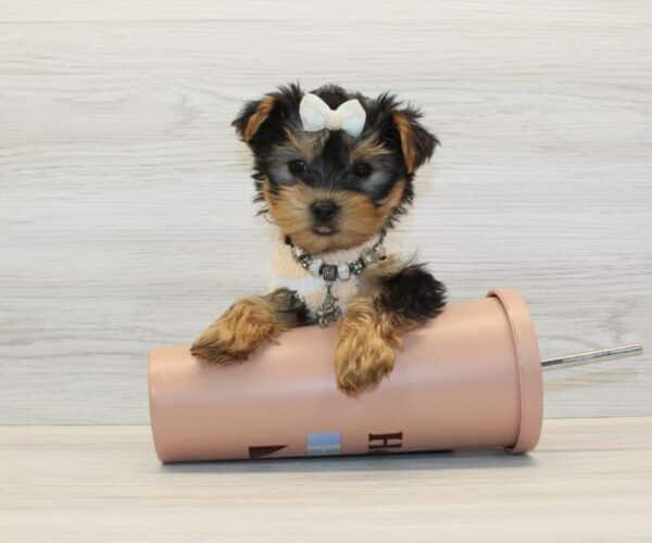 Lychee - Tiny Teacup Yorkie Puppy - Image 3