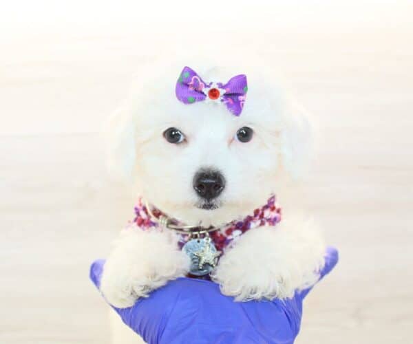Mapsy - Toy Poodle Puppy - Image 4