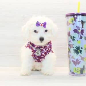 Mapsy - Toy Poodle Puppy