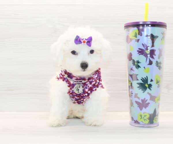 Mapsy - Toy Poodle Puppy