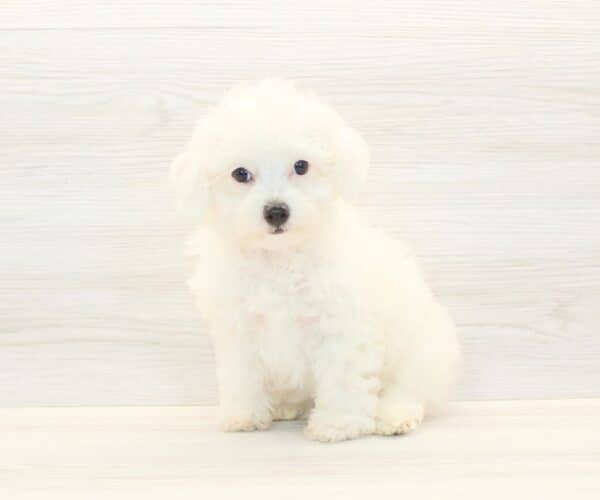 Mapsy - Toy Poodle Puppy - Image 5