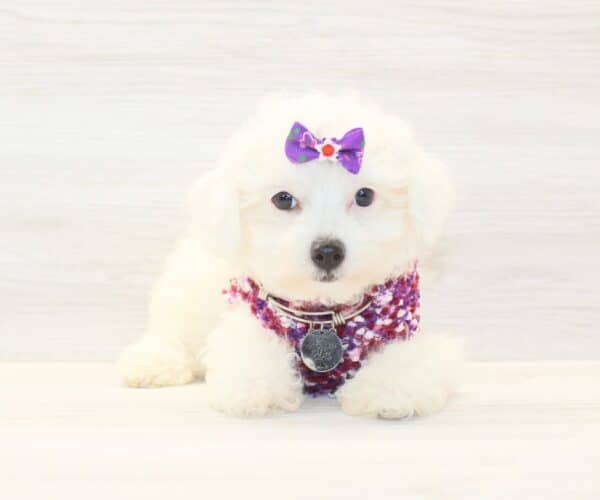 Mapsy - Toy Poodle Puppy - Image 2