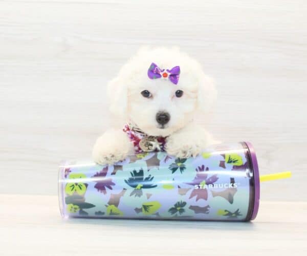 Mapsy - Toy Poodle Puppy - Image 3
