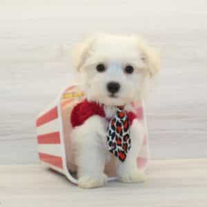 Mochi - Toy Havamalt Puppy