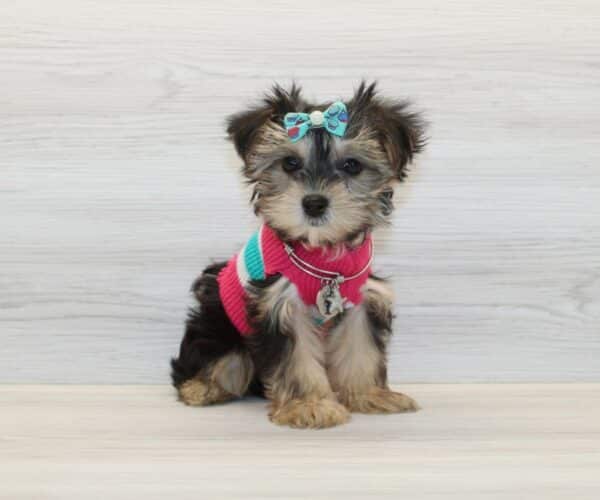 Mokoko - Teacup Morkie Puppy - Image 3