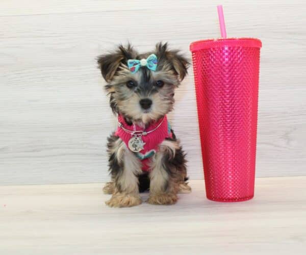 Mokoko - Teacup Morkie Puppy - Image 2