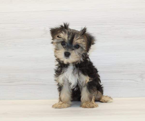 Mokoko - Teacup Morkie Puppy - Image 4