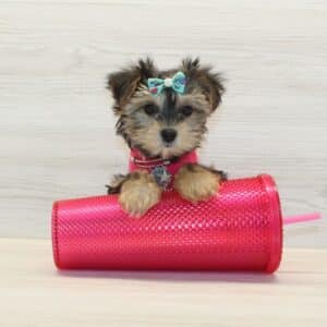 Mokoko - Teacup Morkie Puppy
