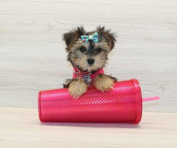 Mokoko - Teacup Morkie Puppy