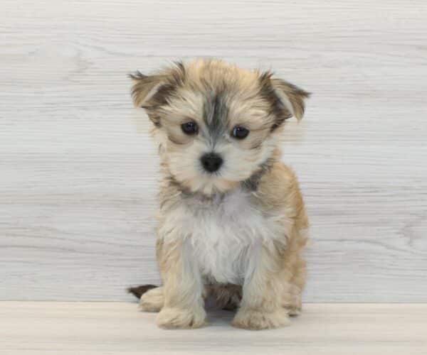 Pato - Teacup Morkie Puppy - Image 5