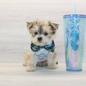 Pato - Teacup Morkie Puppy