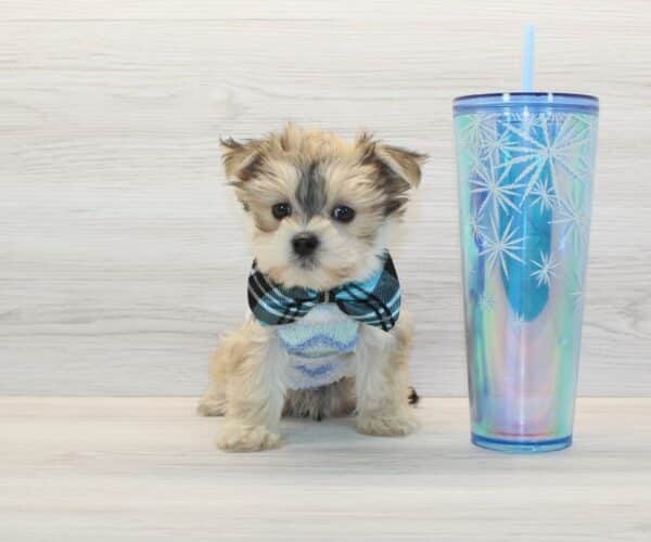 Pato - Teacup Morkie Puppy