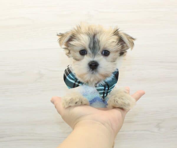 Pato - Teacup Morkie Puppy - Image 2
