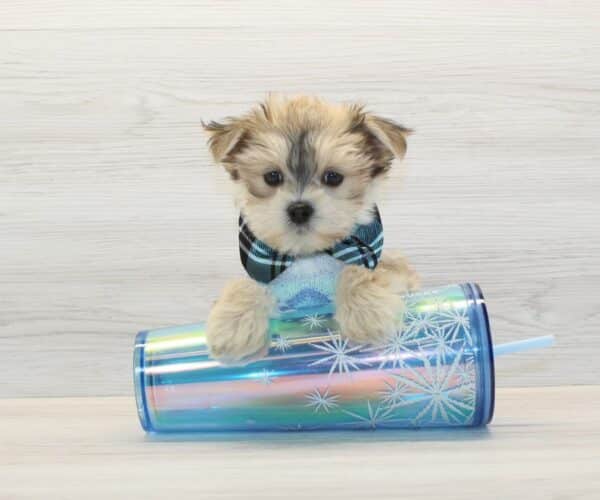 Pato - Teacup Morkie Puppy - Image 3