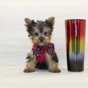 Pawboy - Teacup Yorkie Puppy