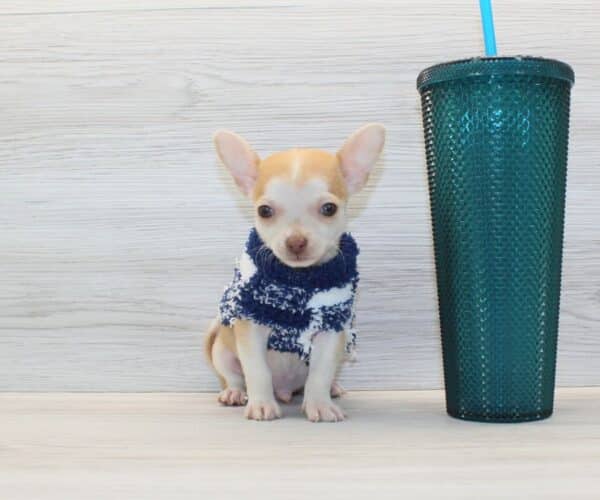 Pete - Tiny Teacup Chihuahua Puppy