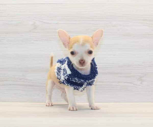 Pete - Tiny Teacup Chihuahua Puppy - Image 4