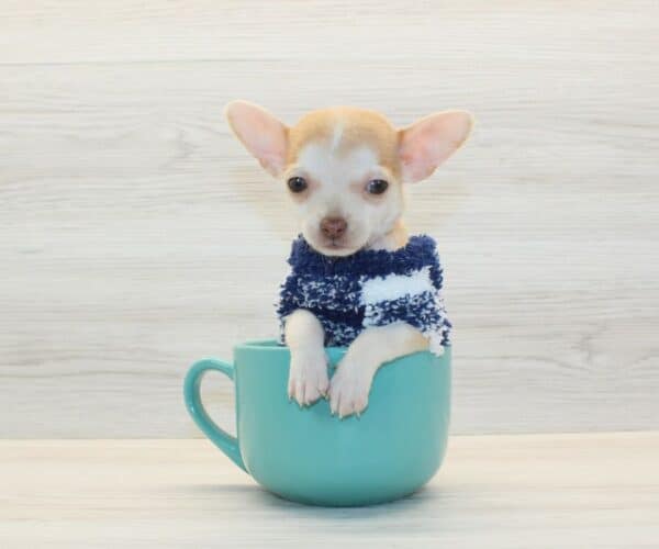 Pete - Tiny Teacup Chihuahua Puppy - Image 3