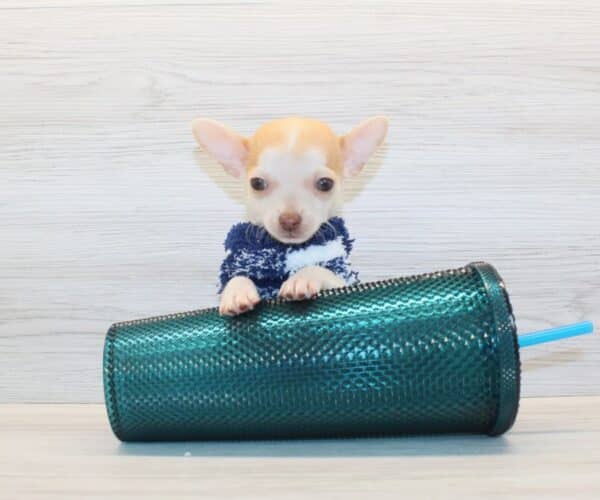 Pete - Tiny Teacup Chihuahua Puppy - Image 5