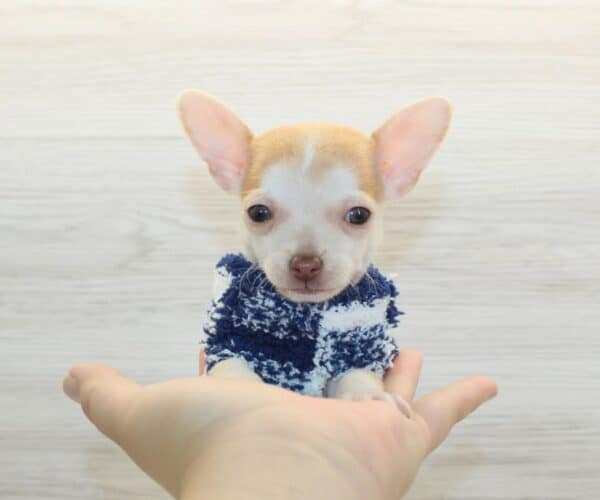 Pete - Tiny Teacup Chihuahua Puppy - Image 2