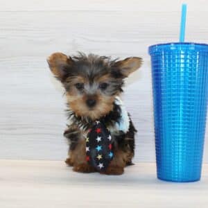 Pop - Teacup Yorkie Puppy