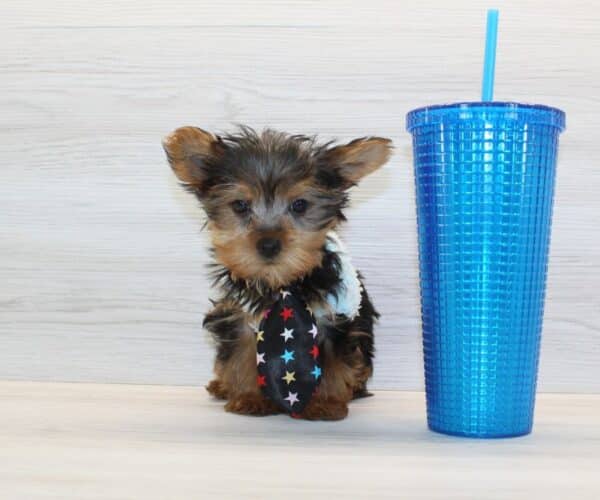 Pop - Teacup Yorkie Puppy - Image 2