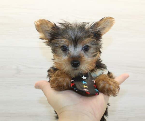 Pop - Teacup Yorkie Puppy - Image 3