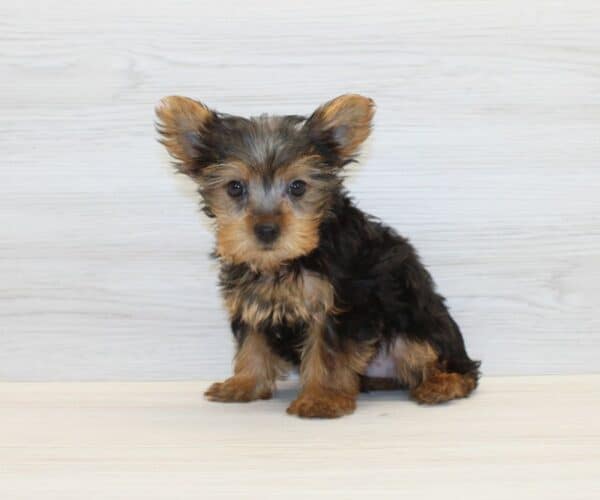 Pop - Teacup Yorkie Puppy - Image 4