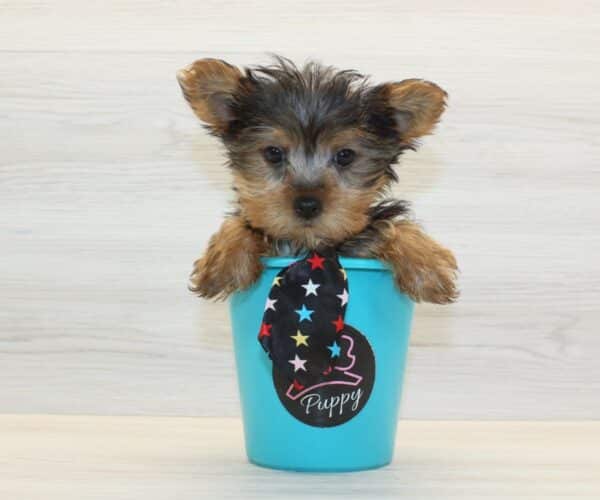 Pop - Teacup Yorkie Puppy - Image 5