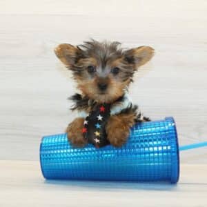 Pop - Teacup Yorkie Puppy