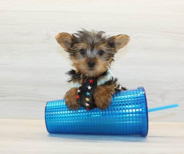 Pop - Teacup Yorkie Puppy