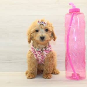 Poppy - Toy BichaPoo Puppy