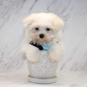 Prime - Toy Maltese Puppy