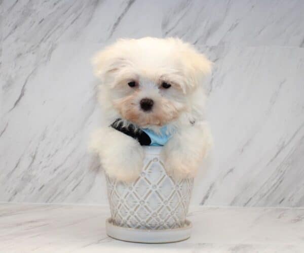 Prime - Teacup Maltese Puppy - Image 2