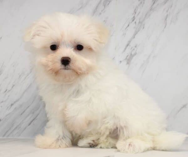 Prime - Teacup Maltese Puppy - Image 6
