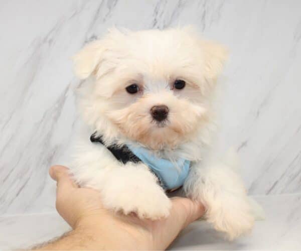 Prime - Teacup Maltese Puppy - Image 4