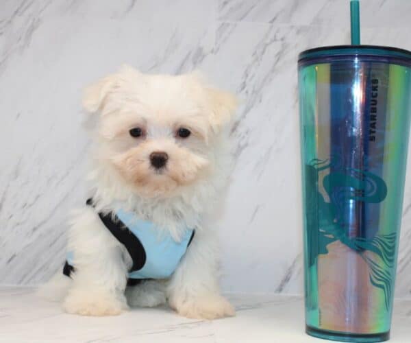 Prime - Teacup Maltese Puppy