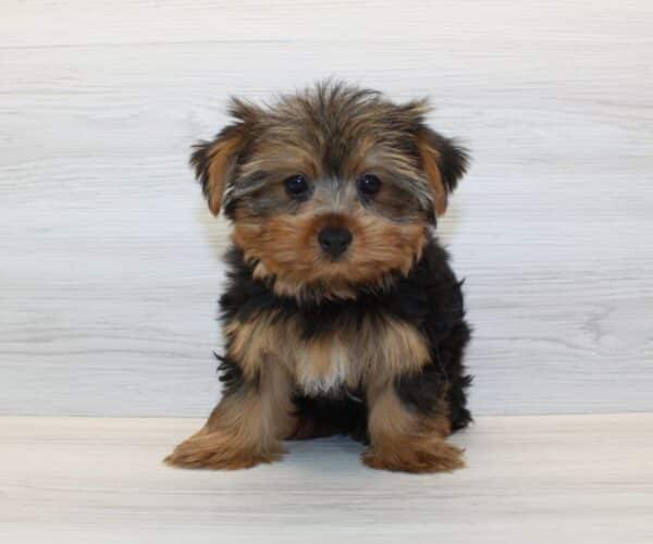 Queenie - Toy Yorkie Puppy - Image 5