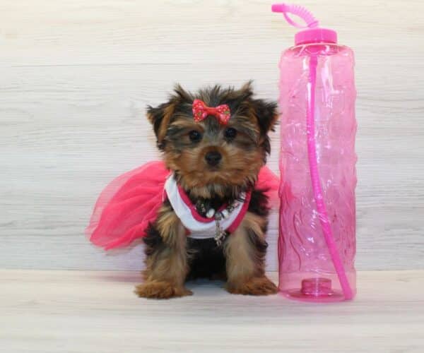 Queenie - Toy Yorkie Puppy - Image 2