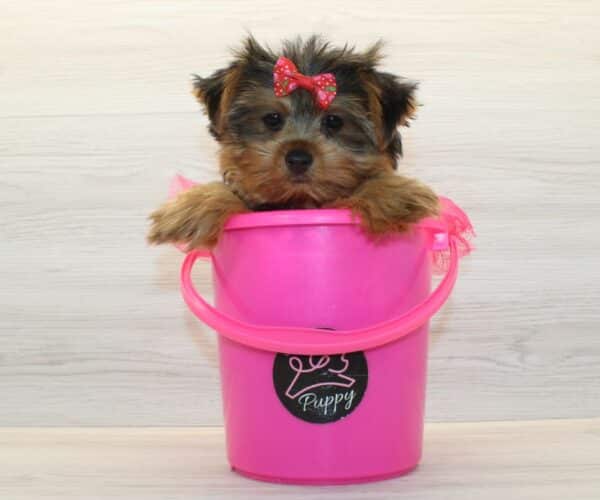 Queenie - Toy Yorkie Puppy - Image 3