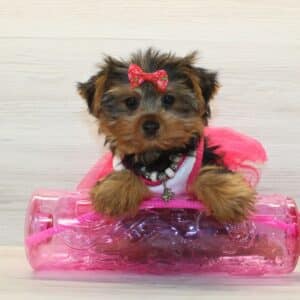 Queenie - Toy Yorkie Puppy