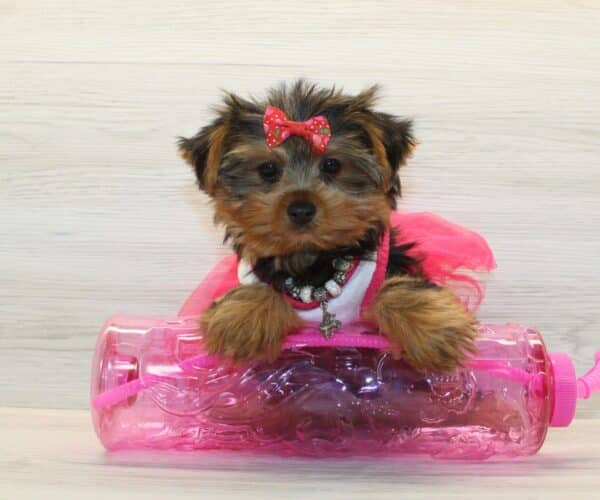 Queenie - Toy Yorkie Puppy