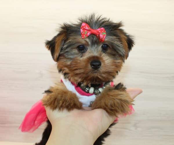 Queenie - Toy Yorkie Puppy - Image 4
