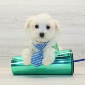 QuQu - Toy Maltese Puppy