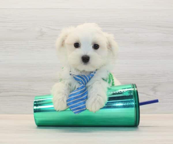 QuQu - Toy Maltese Puppy