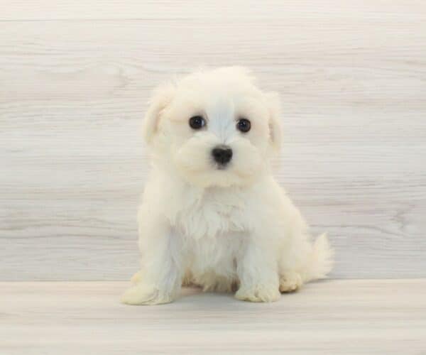QuQu - Toy Maltese Puppy - Image 5