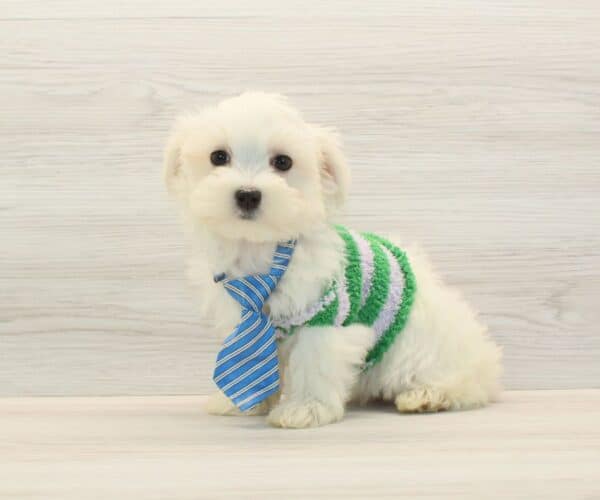 QuQu - Toy Maltese Puppy - Image 4