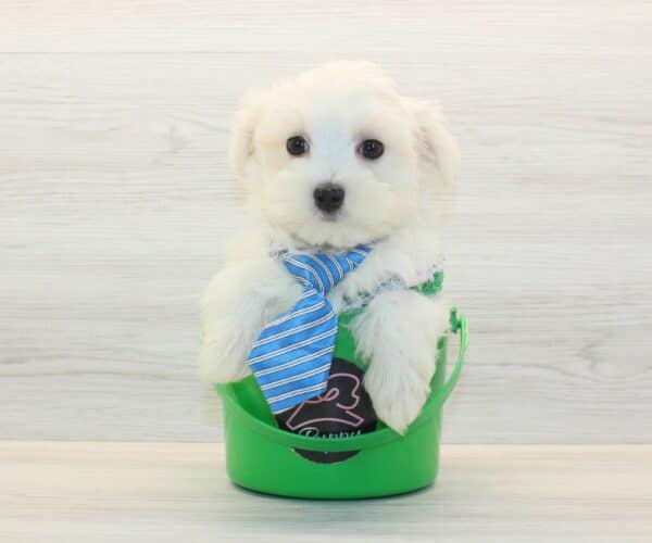 QuQu - Toy Maltese Puppy - Image 3